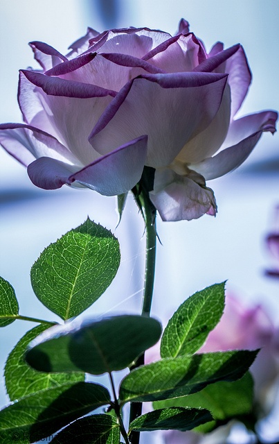 Photo:  Lilac Tinged Rose